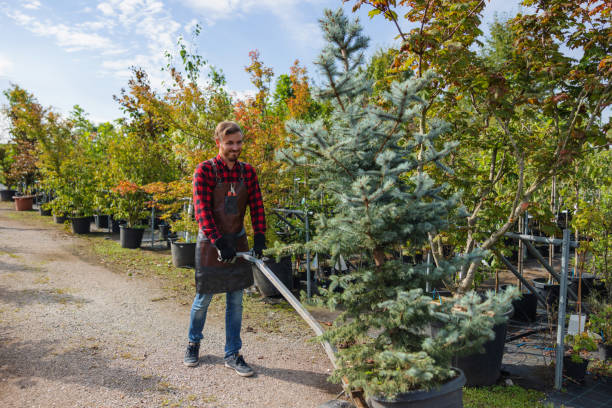 Best Fruit Tree Pruning  in USA